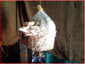 Mushroom in Bag