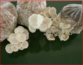 Mushroom in Bag