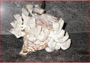 Mushroom in Bag